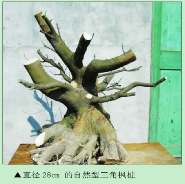 如何加快盆景人工育桩的进程？