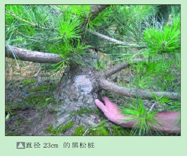 如何加快盆景人工育桩的进程？