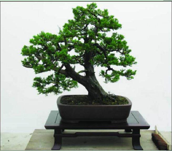 如何加快盆景人工育桩的进程？