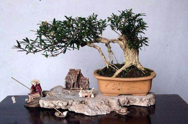 当今盆景制作的流派众多 分门别类的条理清晰