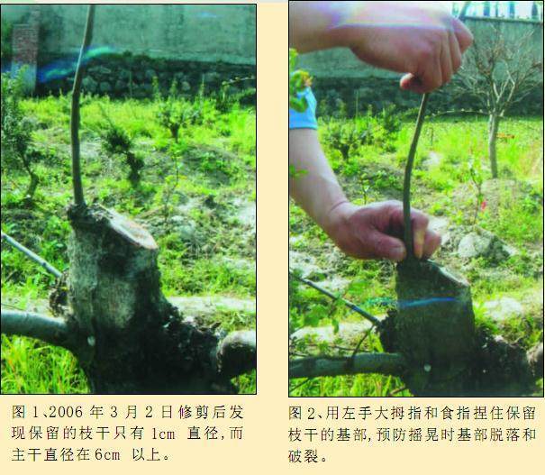 使杂木盆景的枝干快速增粗的方法