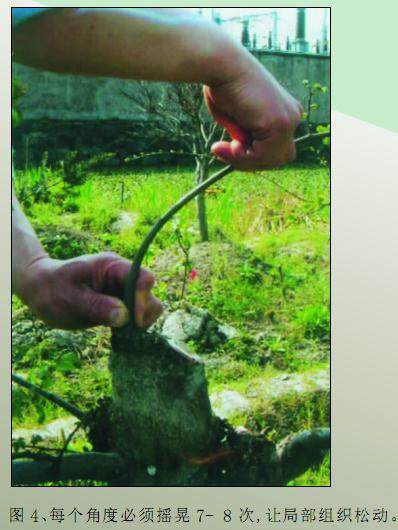 使杂木盆景的枝干快速增粗的方法