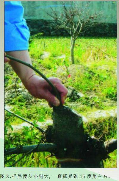 使杂木盆景的枝干快速增粗的方法