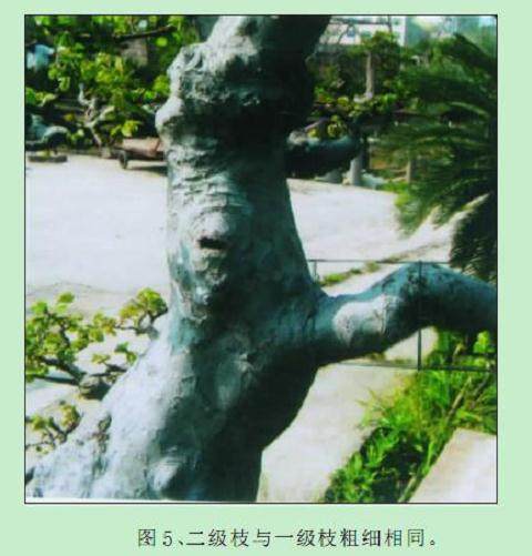 使杂木盆景的枝干快速增粗的方法