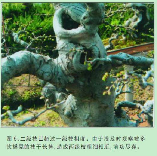 图解 杂木盆景枝干怎么快速增粗的方法