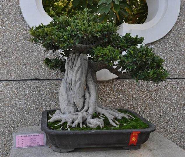 绿色盆景课程走进厦门市小学