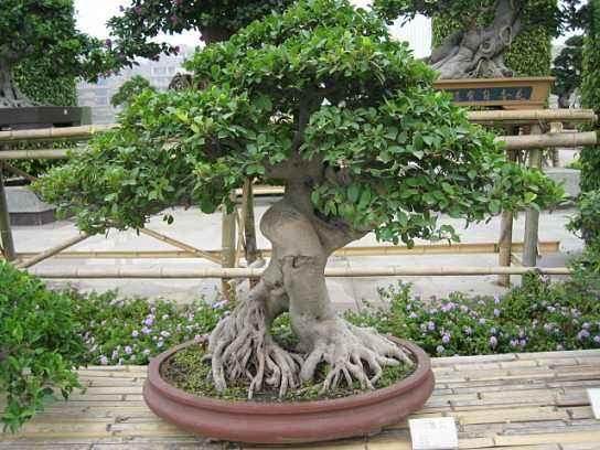 江苏昆山举办居民家庭花卉盆景展