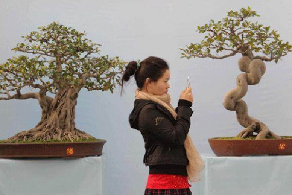 辽宁省举办盆景艺术展暨奇石根雕精品展