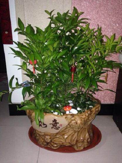 竹柏盆景每天早、中、晚喷水一次,不知此法妥否?