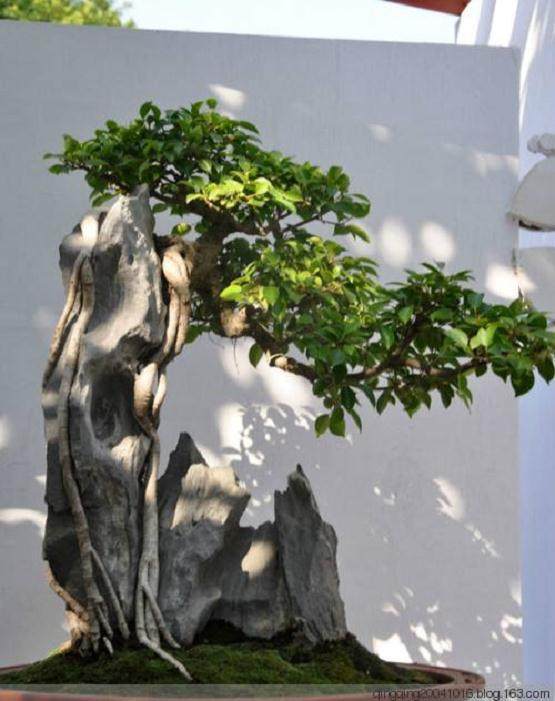 树木盆景用的育苗木有哪几种方法？