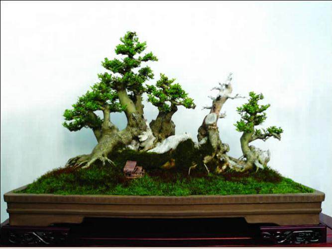 丛林与枯木都没有做成盆景习惯的古老形象