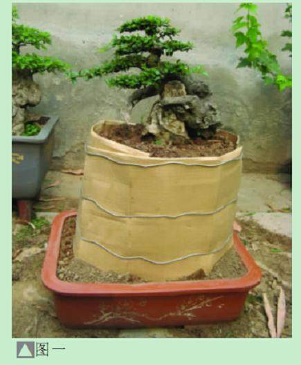 怎样才能制作出较成功的附石盆景呢