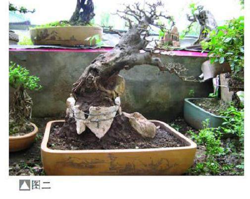怎样才能制作出较成功的附石盆景呢