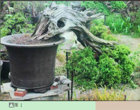 刺柏盆景《历劫千秋》制作始末