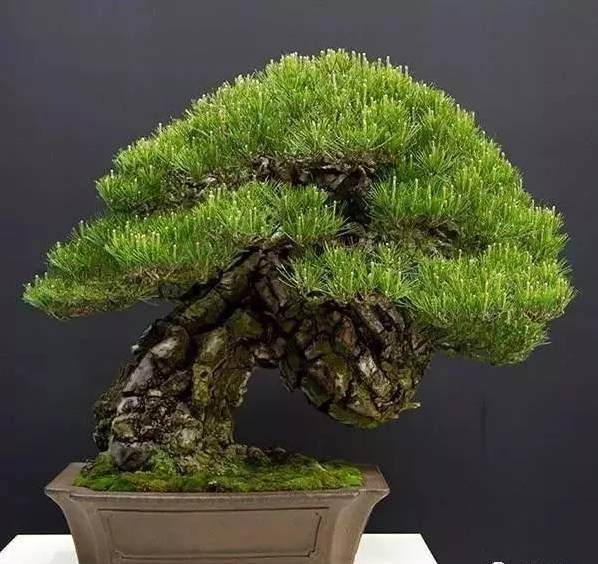 建议盆景的新手 你还是从买半成品或者生桩做起