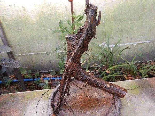 想要亲手制作盆景 下山桩能否直接上盆?