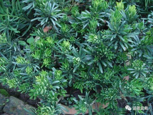 南通雀舌罗汉松盆景的制作与养护