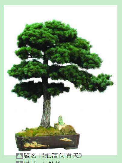 六安盆景协会常务理事 -- 李军