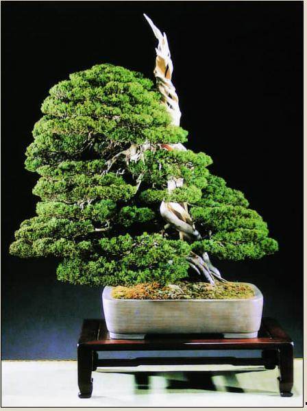 陈志启、陈志就主编 发行《世界盆景金奖集》