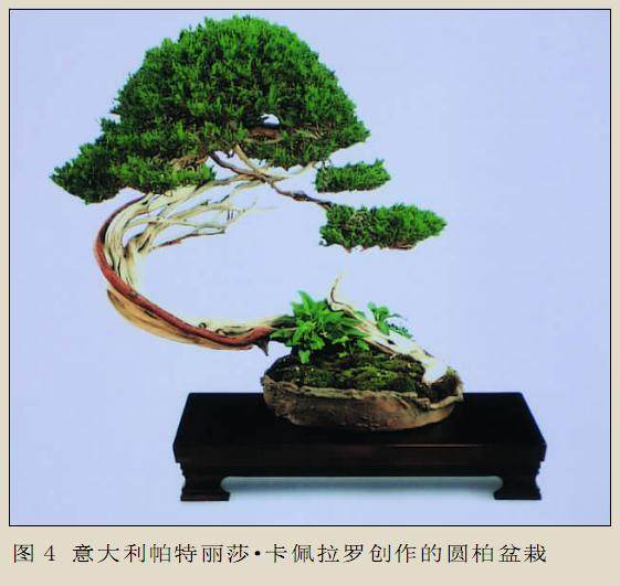 国际盆景界同工异曲传承中国盆景模式