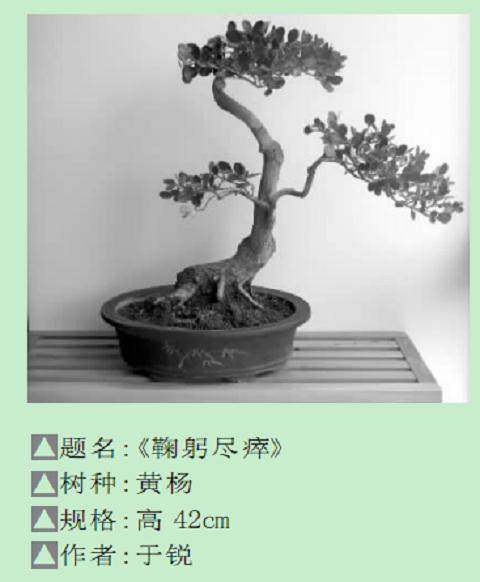 我与盆景结下不解之缘还是在上个世纪八十年代初