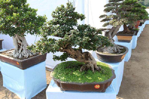 盆景爱好者问:怎样进行压条繁殖