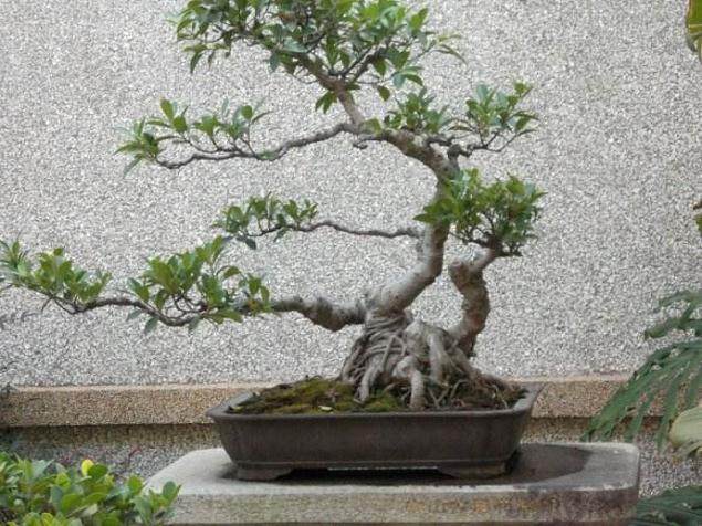 什么样的盆景树桩才是好树桩