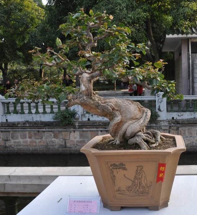 怎样对盆景树桩确立最好观赏面和最好表达形式?