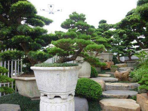 让我们一起走进中国盆景大观园