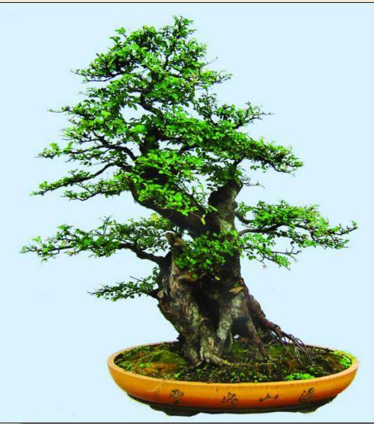 安徽省无为县盆景协会会长 -- 唐尚喜