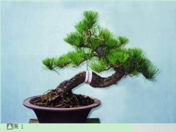 图解 黑松盆景怎么设计制作的方法