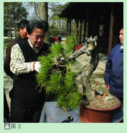 图解 黑松盆景怎么设计制作的方法