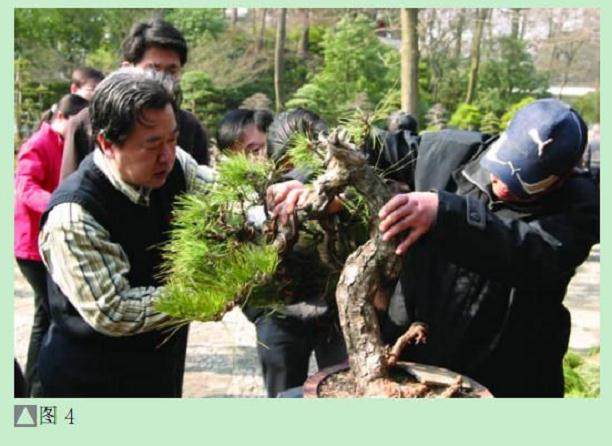 图解 黑松盆景怎么设计制作的方法