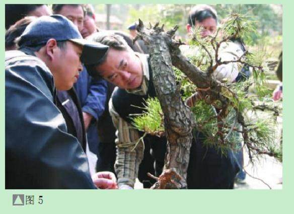 图解 黑松盆景怎么设计制作的方法