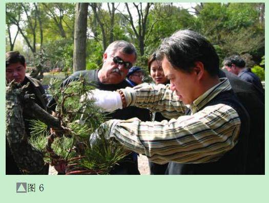 图解 黑松盆景怎么设计制作的方法