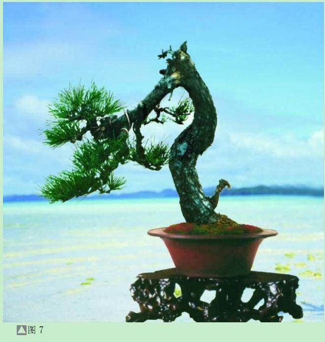 图解 黑松盆景怎么设计制作的方法