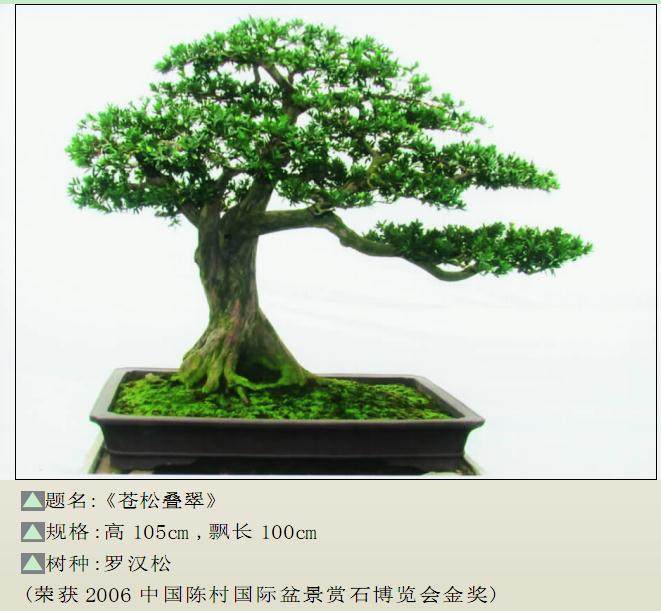 广西盆景艺术家协会常务理事 -- 徐伟华