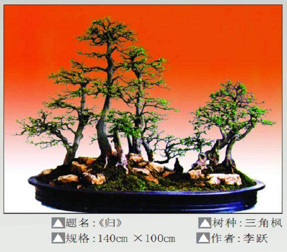 安徽皖西植物园盆景初步形成了自己的风格