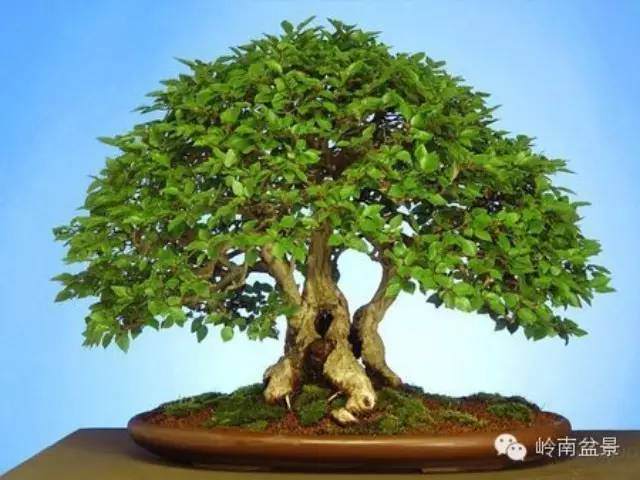 盆景人生：享受过程和结果