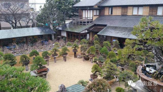 赴日本进行为期5天的盆景观光考察心得