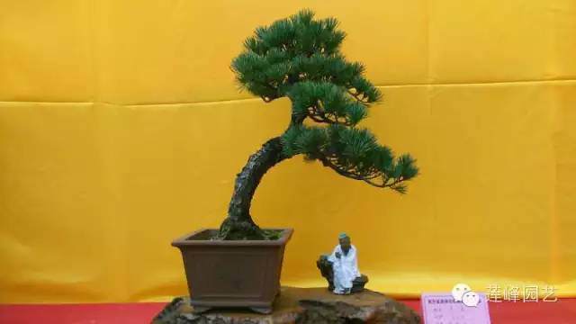 福鼎市首届兰文化展之盆景修剪技艺观摩会