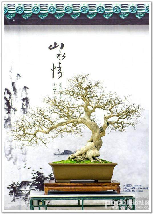 在这绿色海洋里 做着我们自己的盆景中国梦!