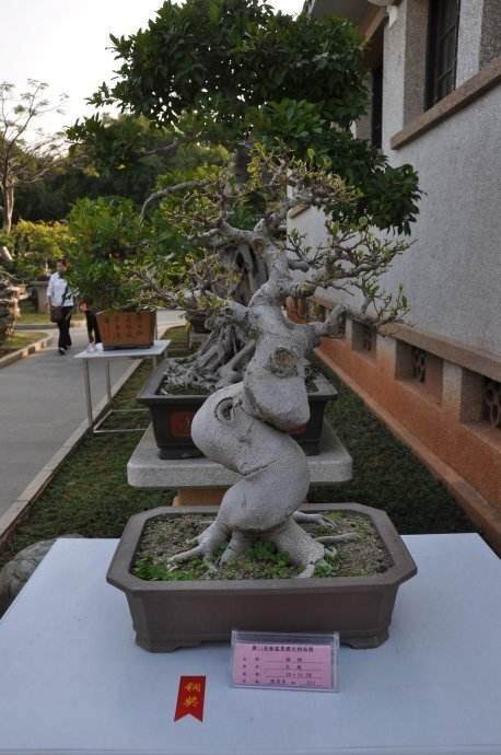 曲靖男子盗窃盆景后还自拍留念