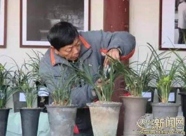 兰花·奇石·盆景精品联展在孔庙举行