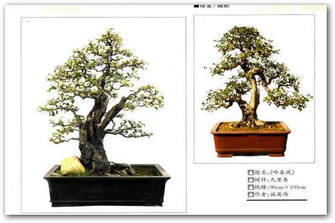 盆景枝势的九大调节方法