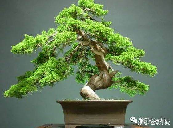 柏树盆景的制作技巧以及步骤有哪些？