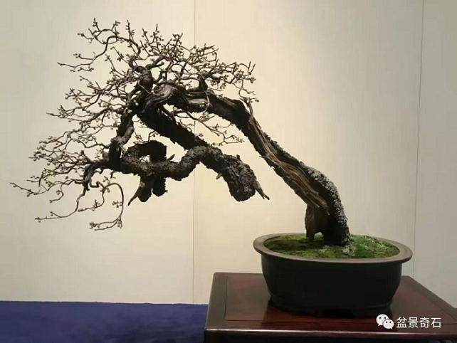 提高盆景嫁接的成活率必须满足的几个条件