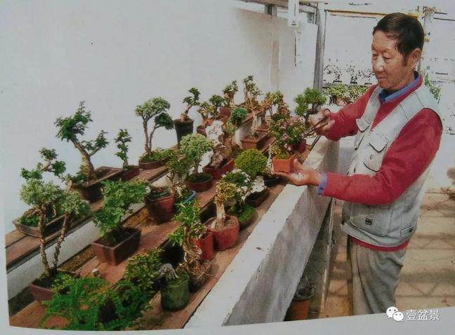 你不一定知道的微型盆景养护要领!