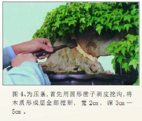 怎么才能制作出怎样一件松柏盆景呢?