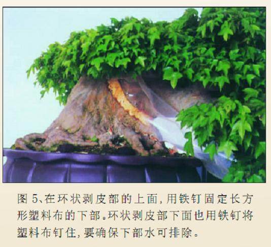 怎么才能制作出怎样一件松柏盆景呢?